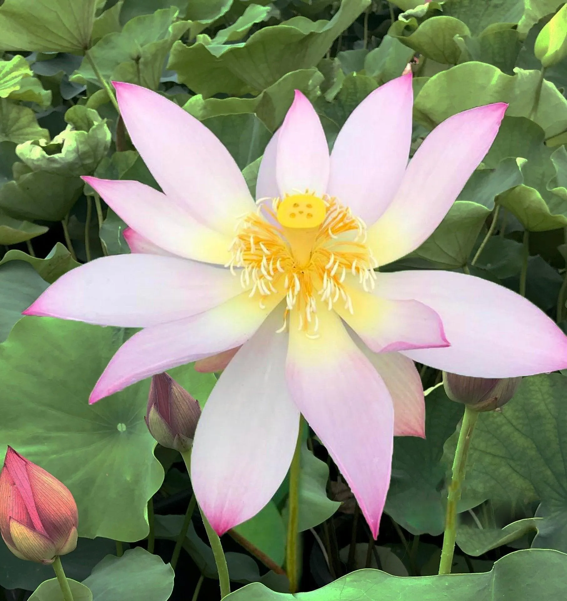 Fly to the Sky Lotus (Bare Root)