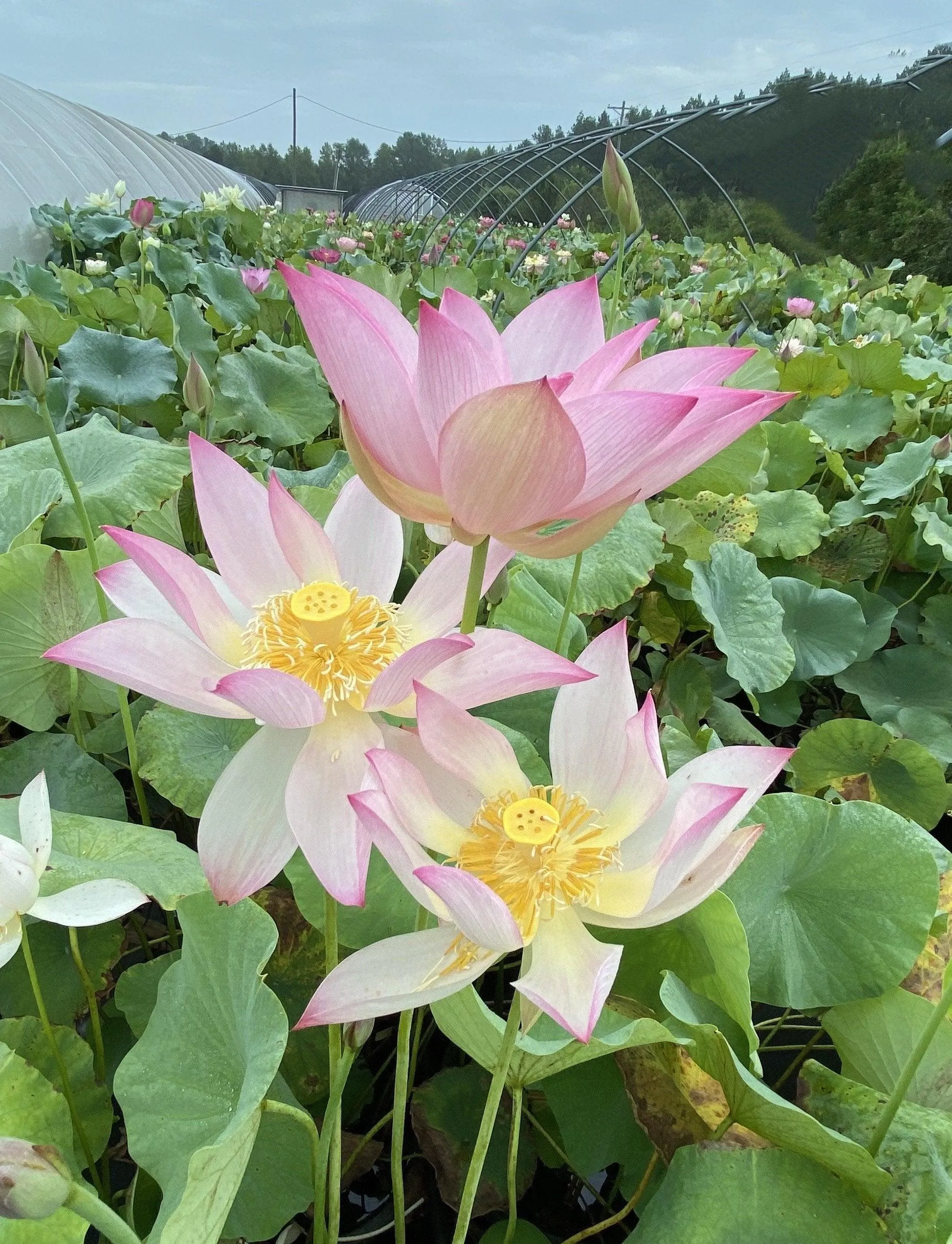 Fly to the Sky Lotus (Bare Root)