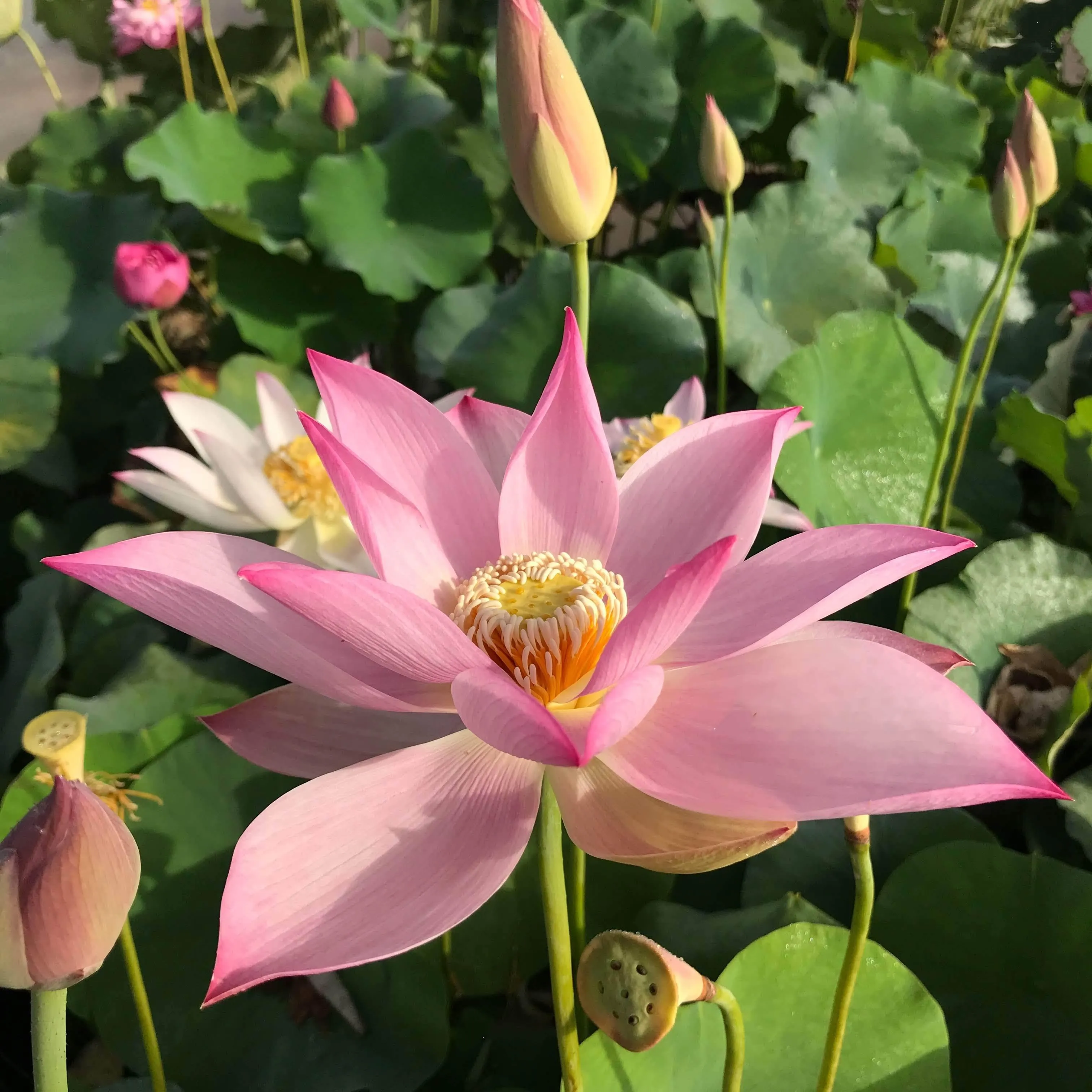 Fly to the Sky Lotus (Bare Root)