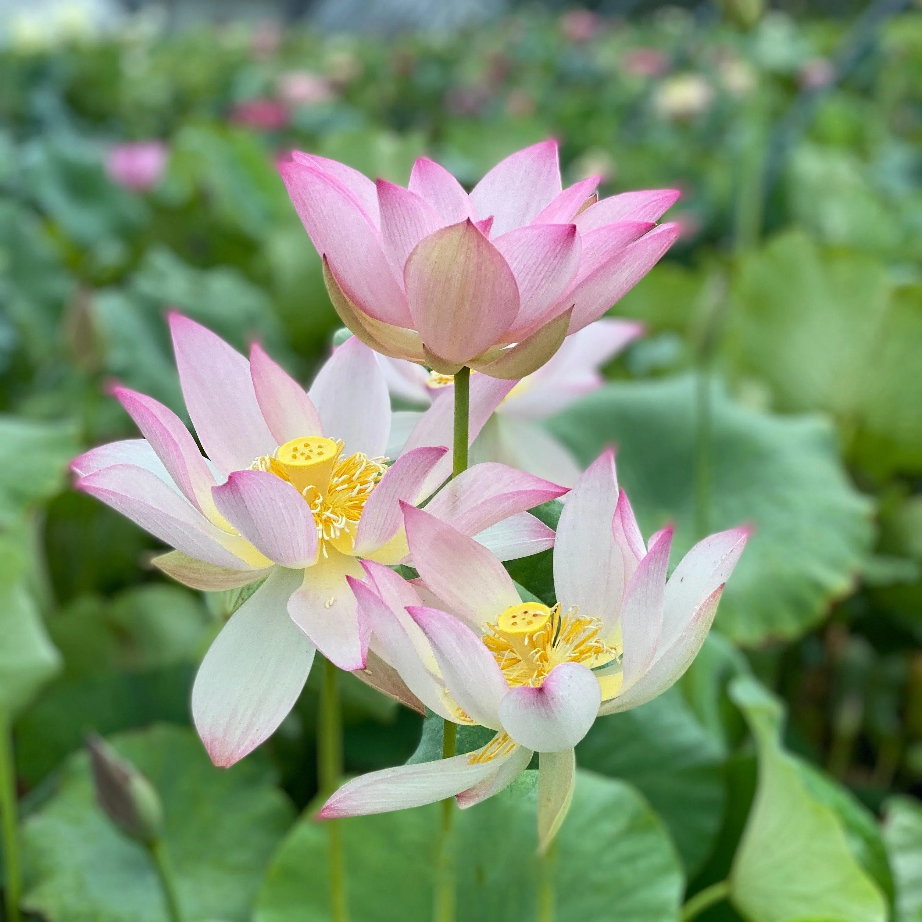 Fly to the Sky Lotus (Bare Root)