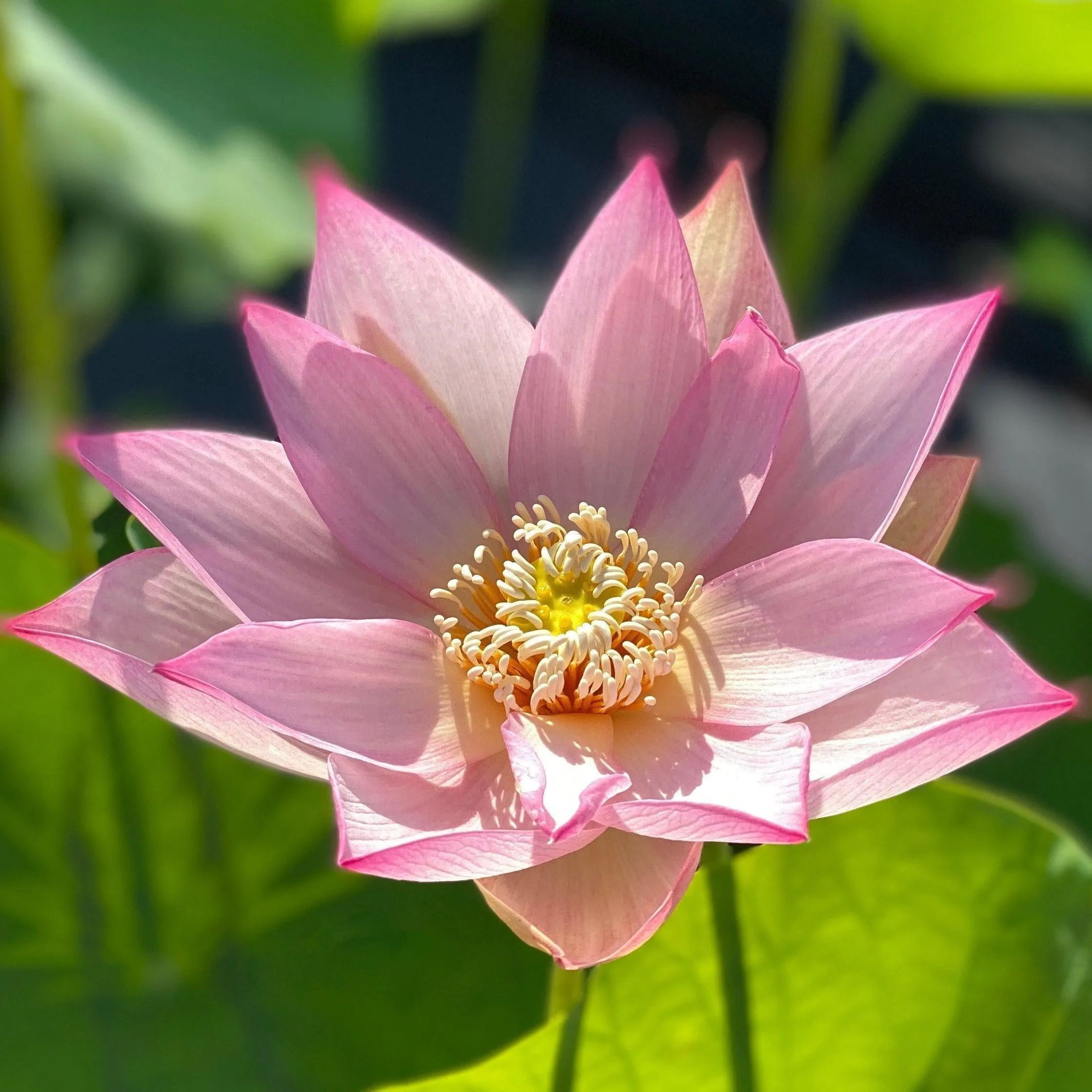Fly to the Sky Lotus (Bare Root)